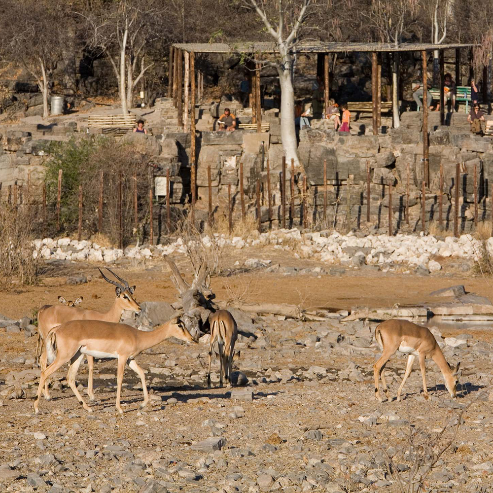 Hal-Waterhole-01