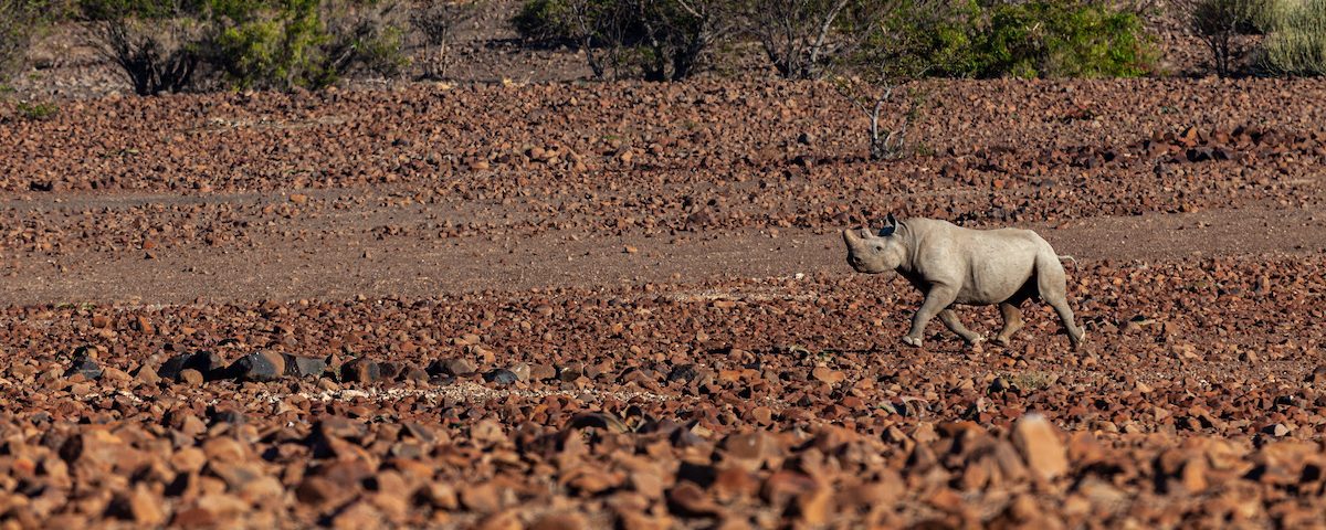 Black rhino in northwestern Namibia © Le Roux van Schalkwyk