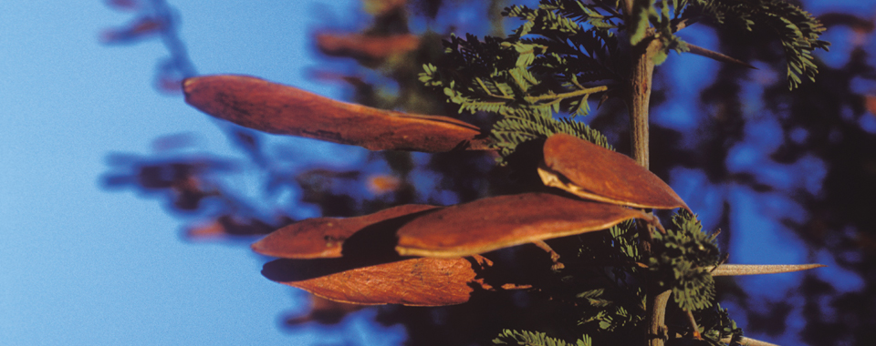 Acacia luederitzii
