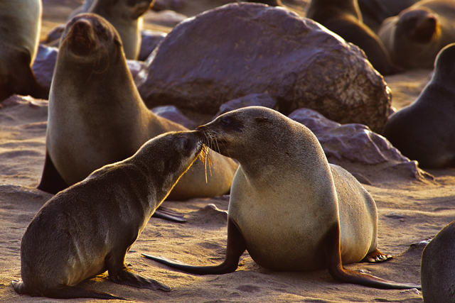 seals