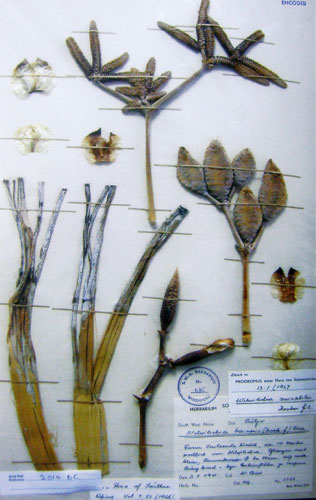 Herbarium notes