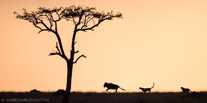 "Twilight Hunt" - The Mara Triangle, Masai Mara, Kenya. Photo ©MARK DUMBLETON PHOTOGRAPHY The setting sun casts golden hues onto the atmosphere, silhouetting two male Cheetah on the hunt, chasing down a fully grown Wildebeest. The chase was unsuccessful, as the Wildebeest turned around and challenged the Cheetah face to face.