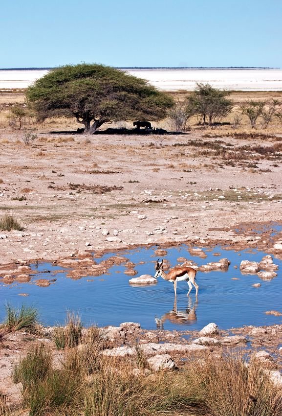 Vertical distance---Springbok at Salvadora waterhole, Etosha with lions watching. Photo ©Annabelle Venter