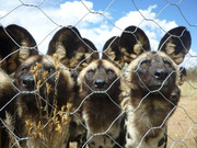 wild dog